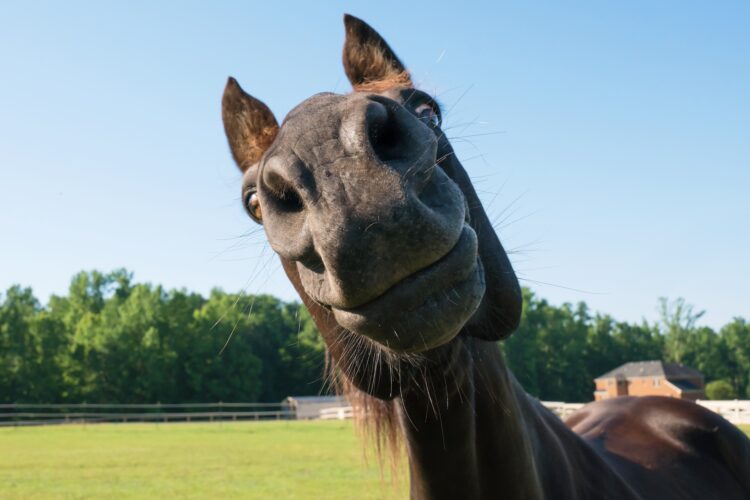 Reading Horse Facial Expressions